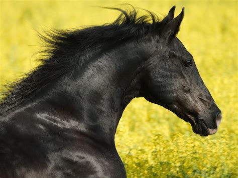 black horse wikipedia